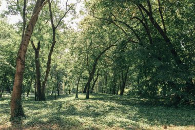  Güzel yaz park sahne