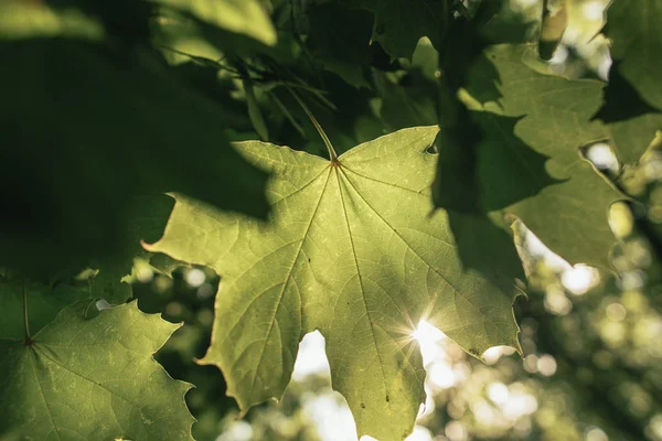 Green Leaves Close — Stock Photo, Image