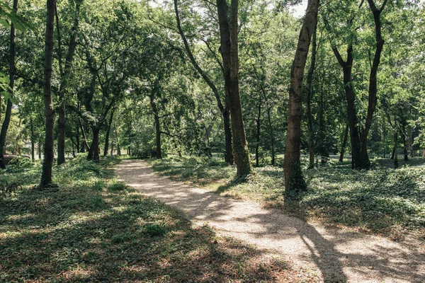 Mooie Zomerse Park Landschap — Stockfoto