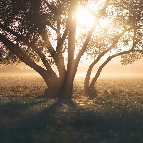 Magiczne Drzewo Zachodzie Słońca — Zdjęcie stockowe