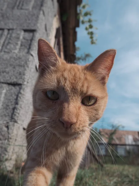 Kırmızı Kedi Kameraya Bakıyor — Stok fotoğraf