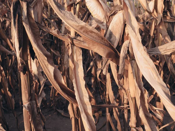 Close Dried Corn Crop — Stock Photo, Image