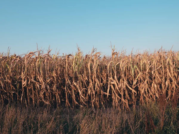 Dried Corn Field Blue Sky — Stock Photo, Image