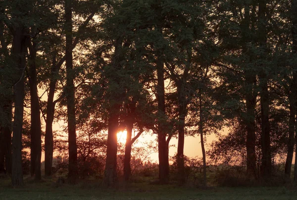 Západ Slunce Nad Lesem — Stock fotografie