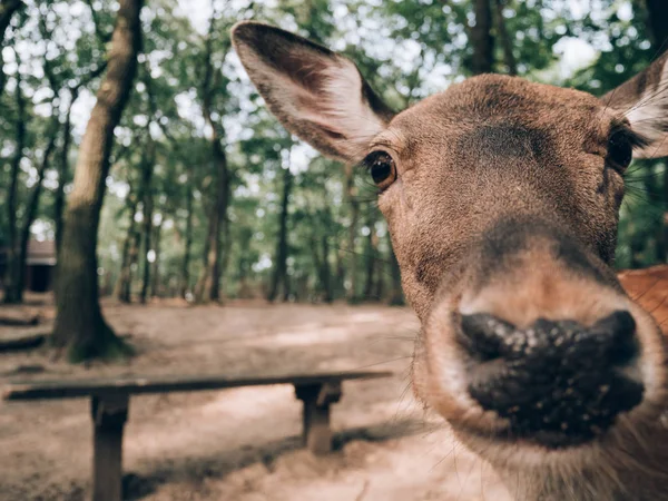 Engraçado Cervo Ângulo Selvagem Close Retrato Veado Olhando Para Câmera — Fotografia de Stock