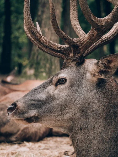Beautiful Deer Portrait Forest — Stock Photo, Image