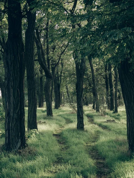 Sentier Dans Forêt — Photo