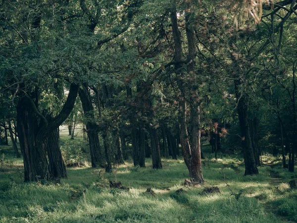Μονοπάτι Στο Δάσος — Φωτογραφία Αρχείου