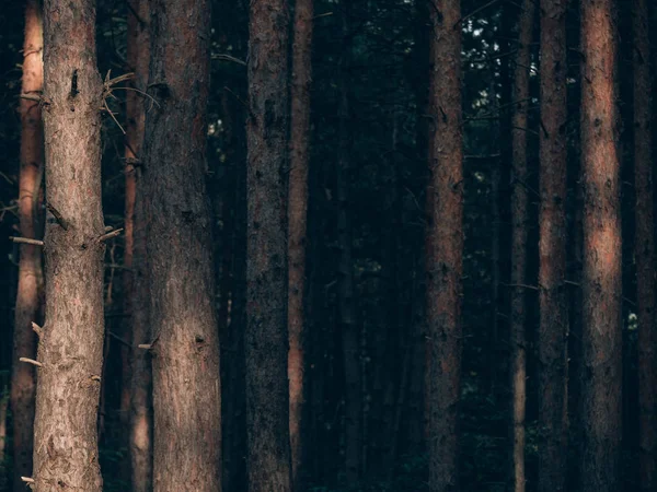 Παλιό Ξύλο Παρασκήνιο Στο Δάσος — Φωτογραφία Αρχείου