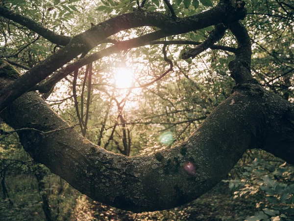 Rayos de sol a través del bosque —  Fotos de Stock