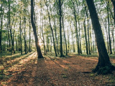 Orman günbatımında. Blog ya da sosyal medya için görüntü sonrası arka plan