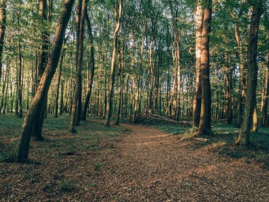 Orman günbatımında. Blog ya da sosyal medya için görüntü sonrası arka plan