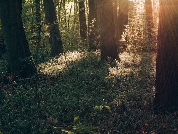 Solnedgång Vid Skogen Bild För Blogg Eller Sociala Medier Bokför — Stockfoto