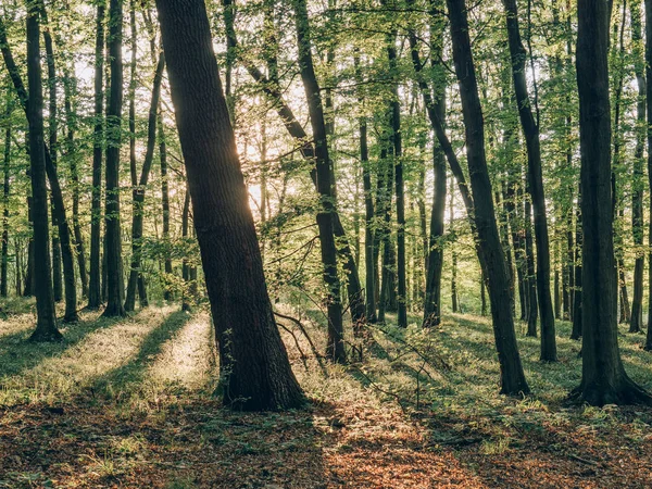 Solnedgång Vid Skogen Bild För Blogg Eller Sociala Medier Bokför — Stockfoto