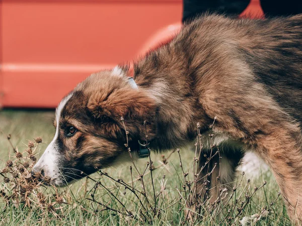 Anjing Ras Campuran Muda Yang Lucu Luar Ruangan — Stok Foto