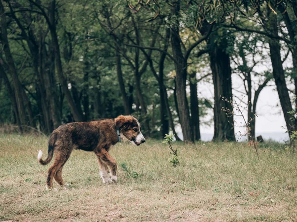 Perdeu Cão Andando Livre — Fotografia de Stock