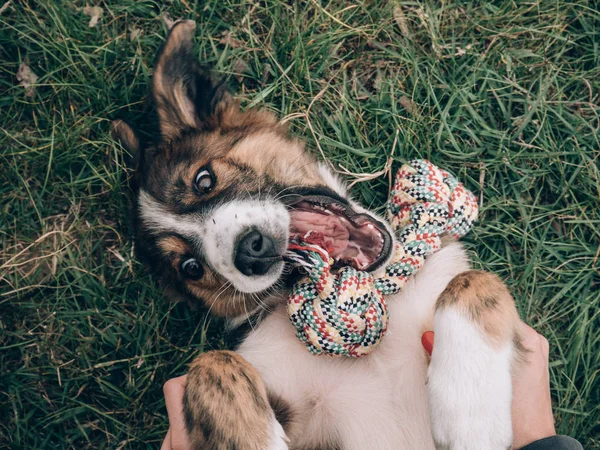 Грайливий Собака Грає Іграшкою Собак — стокове фото