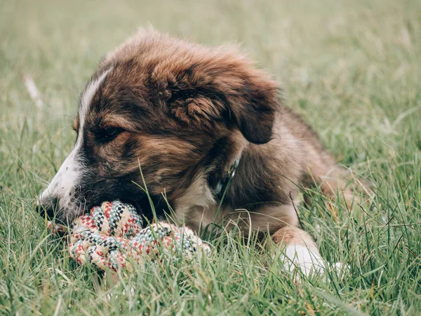 Lekfull Hund Leker Med Hund Leksak — Stockfoto