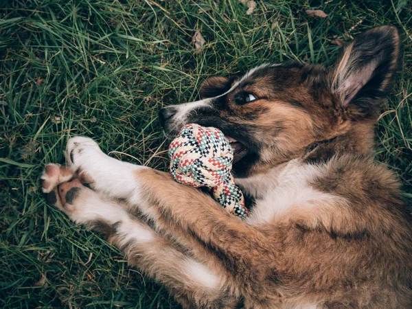 Anjing Bermain Main Dengan Mainan Anjing — Stok Foto
