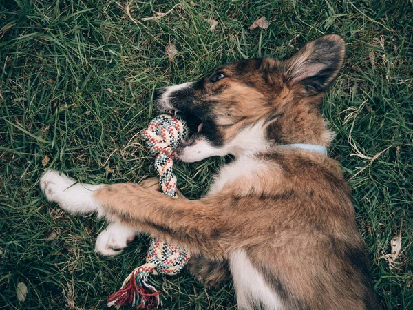 Anjing Bermain Main Dengan Mainan Anjing — Stok Foto