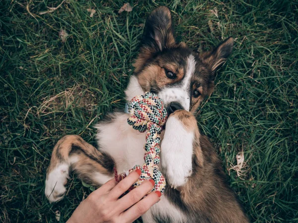Anjing Bermain Main Dengan Mainan Anjing — Stok Foto