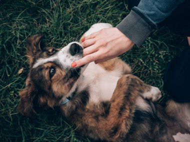 Kadın kırmızı tırnaklar, köpeğiyle oynuyor. Oynak genç köpeğe