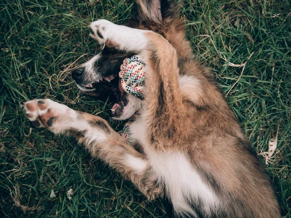 芝生で遊ぶ遊び心のあるかわいい犬 — ストック写真