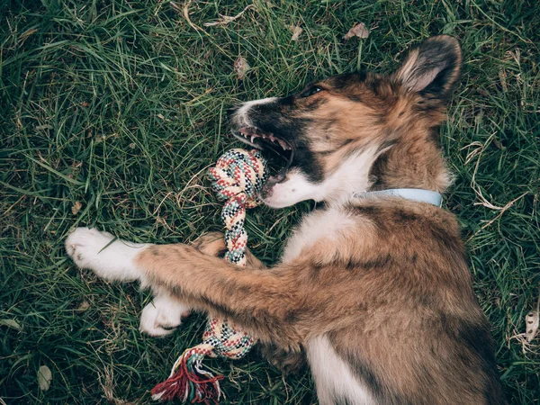 Παιχνιδιάρικο Χαριτωμένο Σκυλί Που Παίζουν Χόρτο — Φωτογραφία Αρχείου