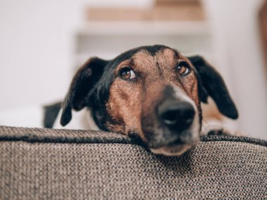 Köpek evde istirahat. Sevimli terrier köpek koltukta yalan. 