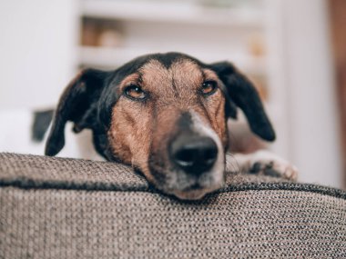 Köpek evde istirahat. Sevimli terrier köpek koltukta yalan. 