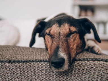 Köpek evde istirahat. Sevimli terrier köpek koltukta yalan. 