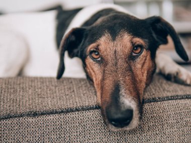 Köpek evde istirahat. Sevimli terrier köpek koltukta yalan. 