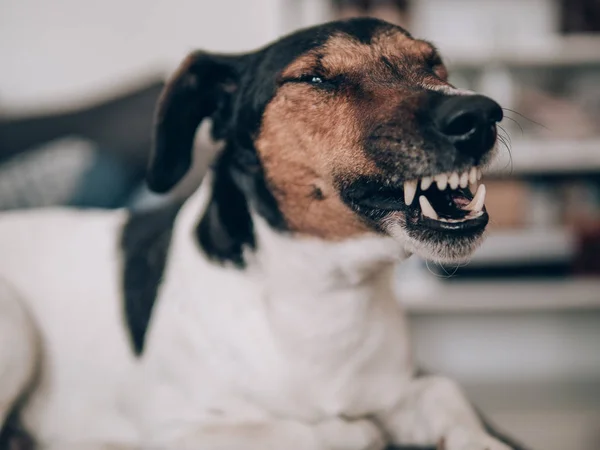 テリア犬のあくびを自宅と彼の歯をむく — ストック写真