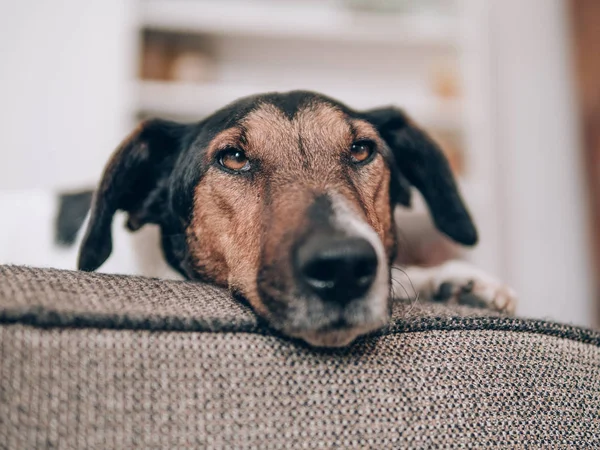 Köpek evde istirahat. Sevimli terrier köpek koltukta yalan. 