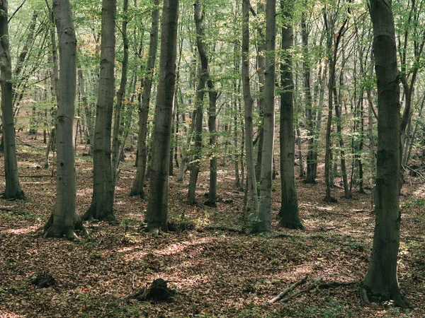 Paysage Forestier Fond Forêt Sombre — Photo