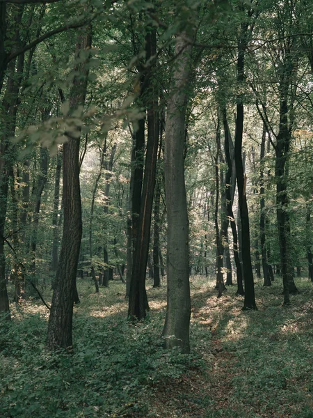Paysage Forestier Fond Forêt Sombre — Photo