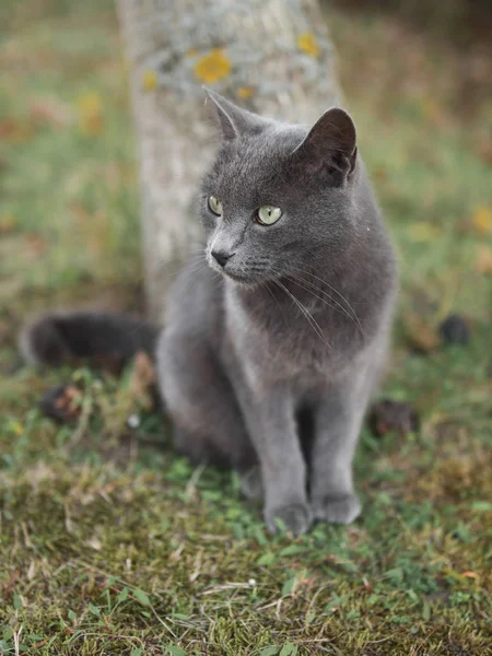 Szürke Bolyhos Macska Aranyos Fiatal Macska Kertben Kép Állat Őket — Stock Fotó