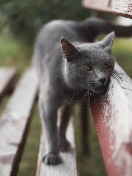 Gato Gris Esponjoso Lindo Gato Joven Jardín Imagen Para Animales — Foto de Stock