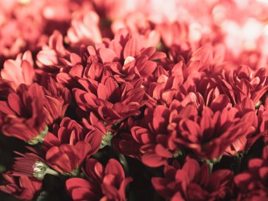 Çiçek arka plan. Doğal arka plan.