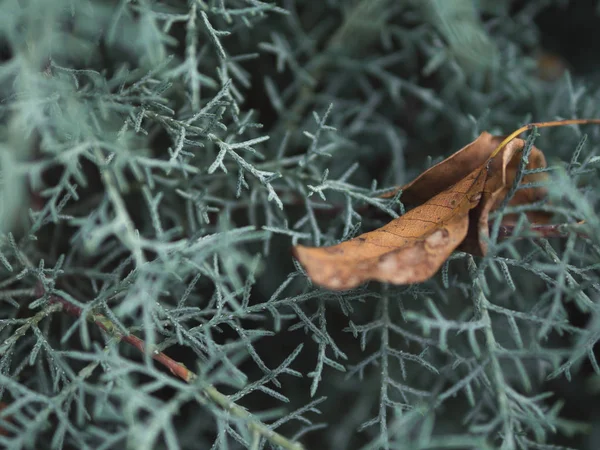 Floraler Hintergrund Natürlicher Hintergrund — Stockfoto