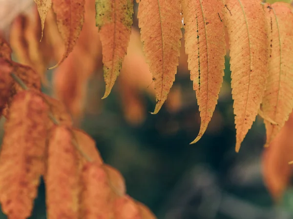 Barevné Listí Podzimním Parku Podzimní Listí Pozadí — Stock fotografie