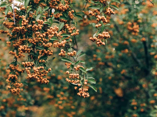 Kolorowych Liści Jesienią Park Jesienne Liście Tło — Zdjęcie stockowe