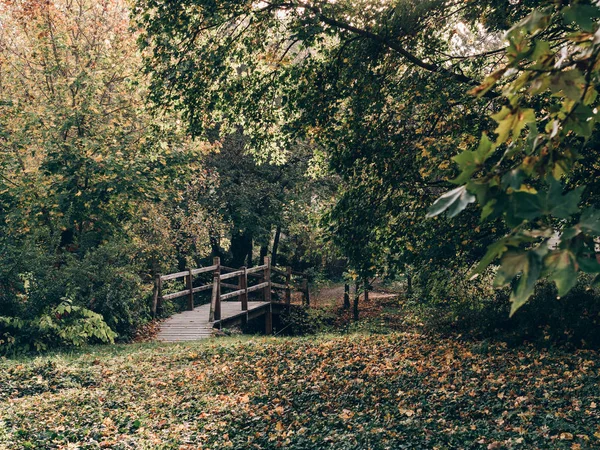 Vieux Pont Bois Dans Forêt Profonde Arrière Plan Vintage Naturel — Photo