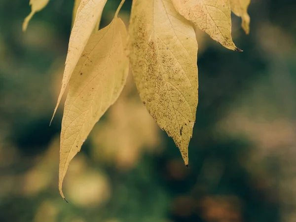 Kleurrijke Bladeren Herfst Park Herfstbladeren Achtergrond — Stockfoto