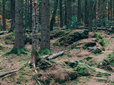Güzel yaz orman farklı ağaçları ile. Doğa toplayan.