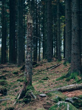 Güzel yaz orman farklı ağaçları ile. Doğa toplayan.