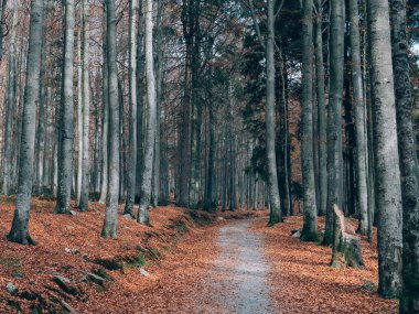 Güzel yaz orman farklı ağaçları ile. Doğa toplayan.