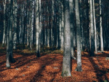 Güzel yaz orman farklı ağaçları ile. Doğa toplayan.