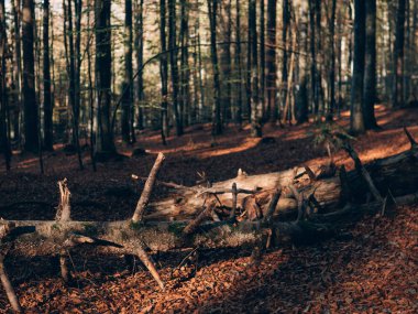 Güzel yaz orman farklı ağaçları ile. Doğa toplayan.