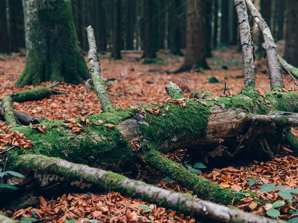 Belle Forêt Été Avec Différents Arbres Paysages Nature — Photo